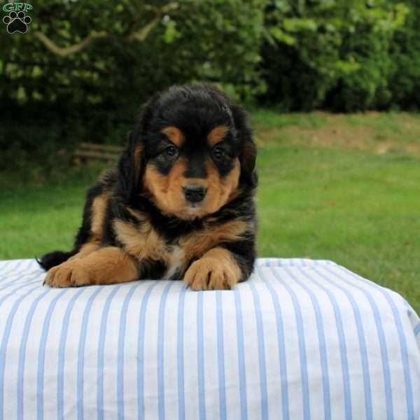Nina, Mini Bernedoodle Puppy
